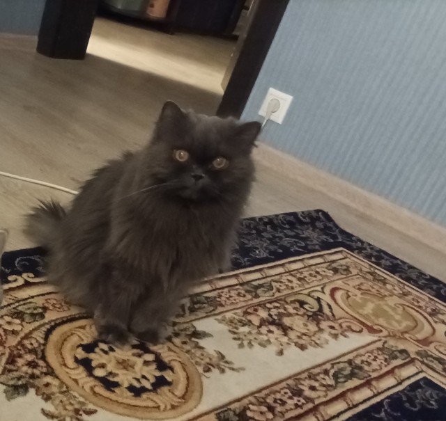 Котовторник! 16+ Коллеги-рабы, отмечаемся, у кого хозяину много лет!