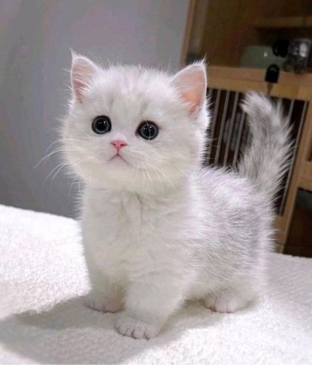 Не только котовторник, а еще и Всемирный день кошек!