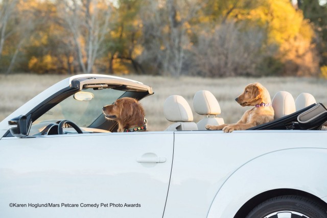 Comedy Pet Photo Awards 2020