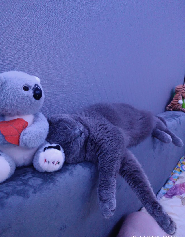 Новогодний кот