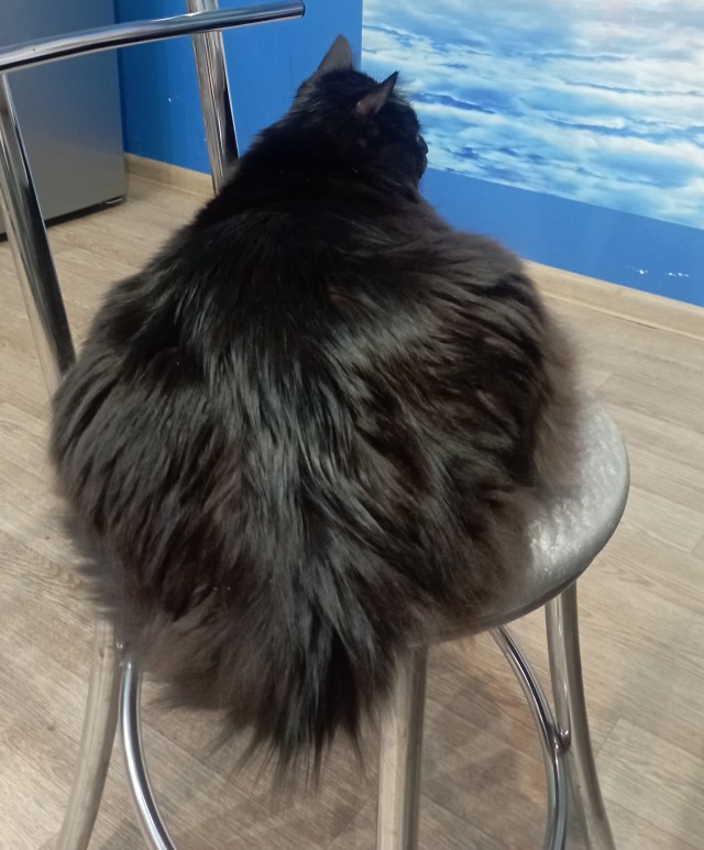 Толстые коты