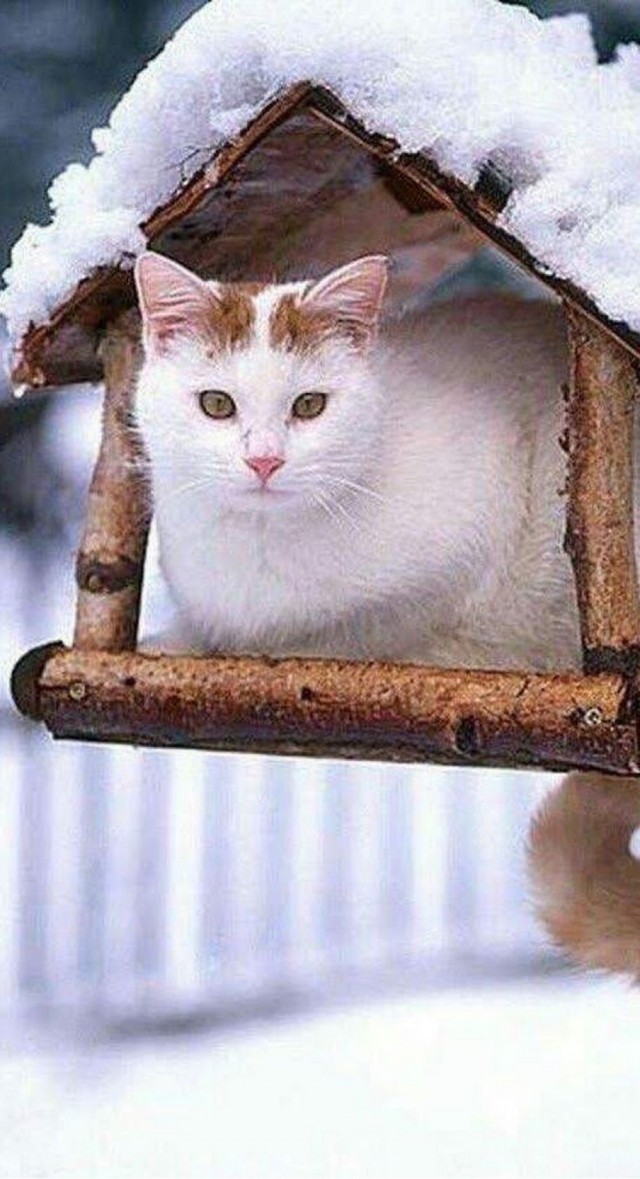 Котики из снега и котики на снегу