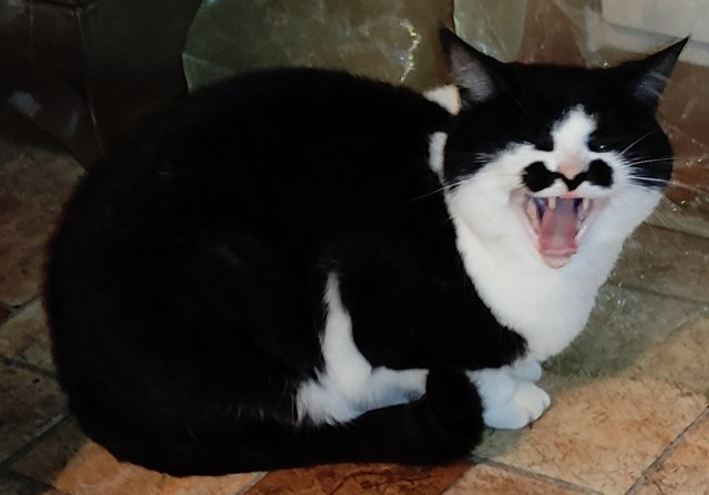 Котовторник уже пришёл?