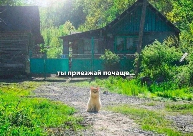 Коты деревенской породы
