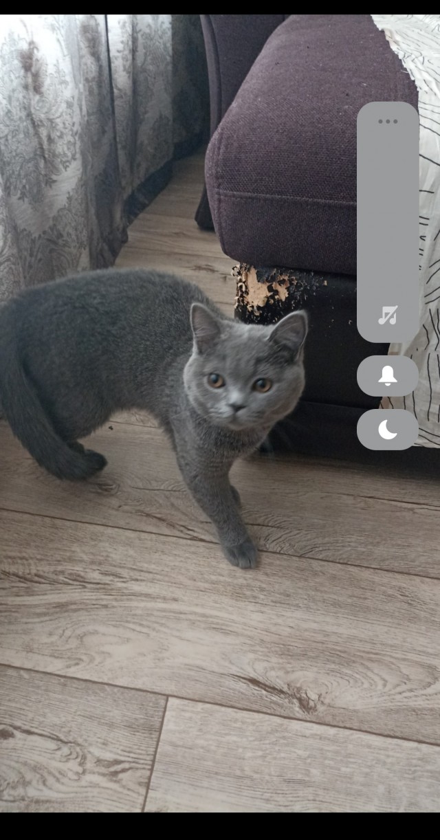Котовторник. Мой котан