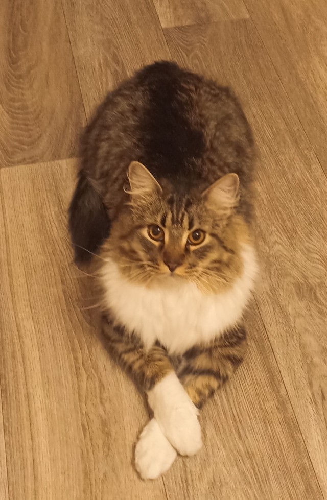 Котовторник