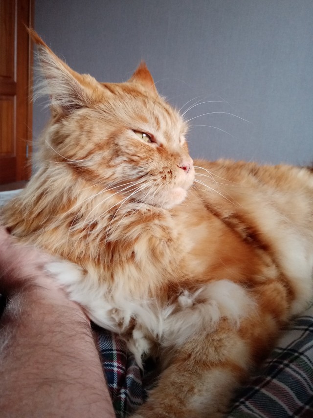 Моя кошка