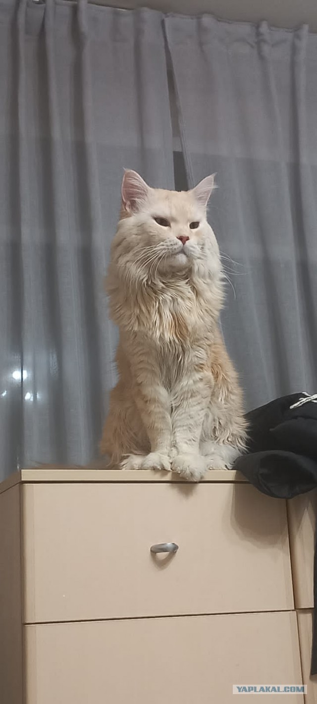Котовторник 31.12.2024. Последний котовторник года