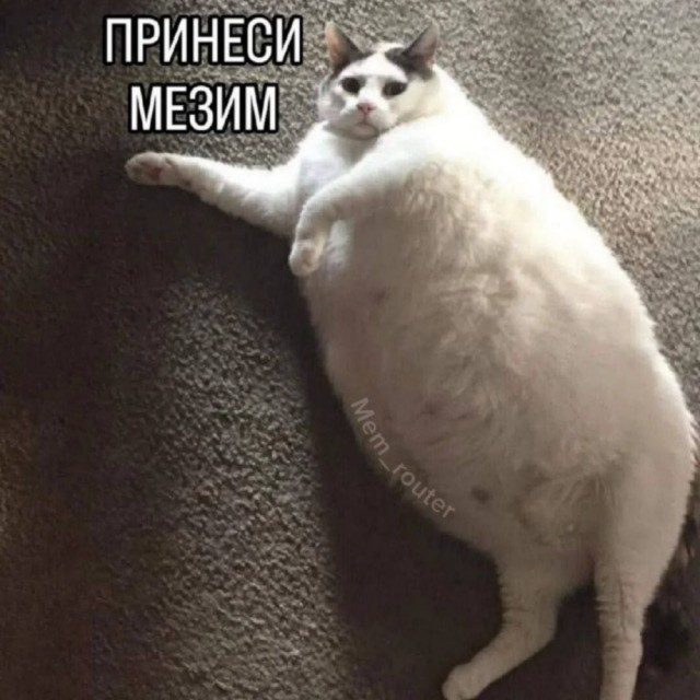 К котовторнику: подборка картинок-баянов с котиками и про котиков. Выпуск 2.