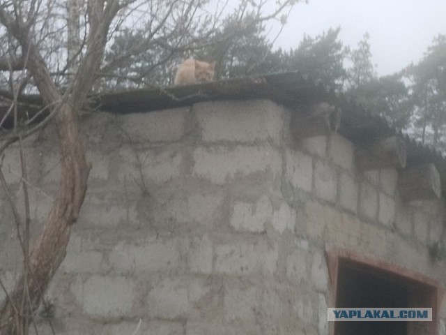 Жизнь домашнего приюта для котеек 539