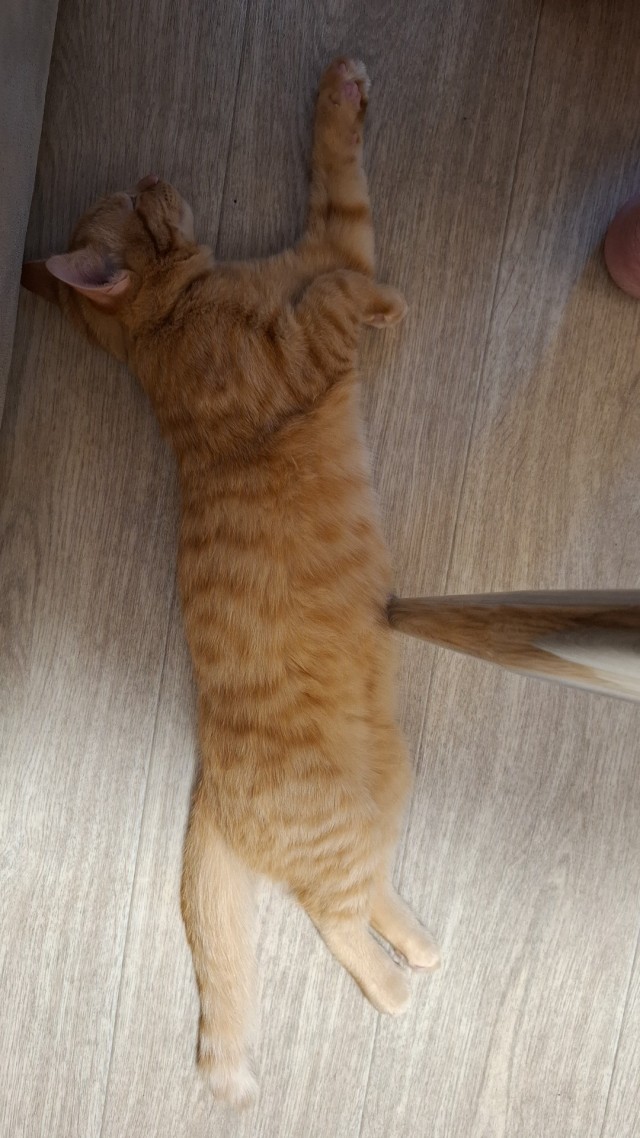 Котовторник.