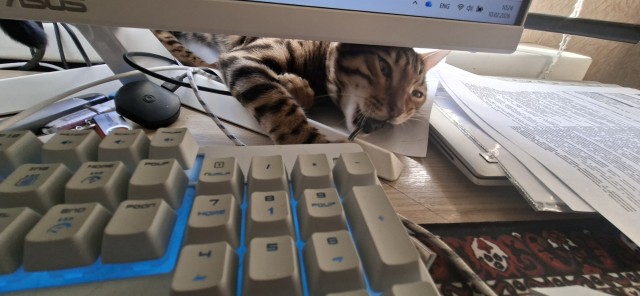 А котовторник уже пришёл?