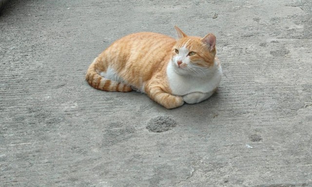 Рандомных фото котов тред