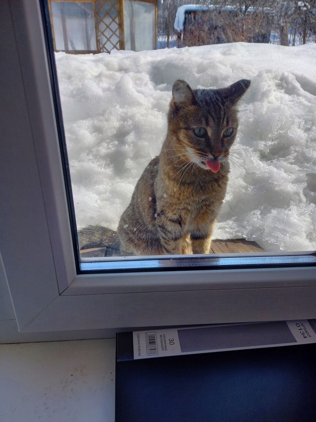 Снова наши коты