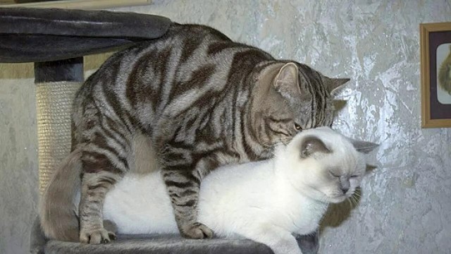 Крутящий котент