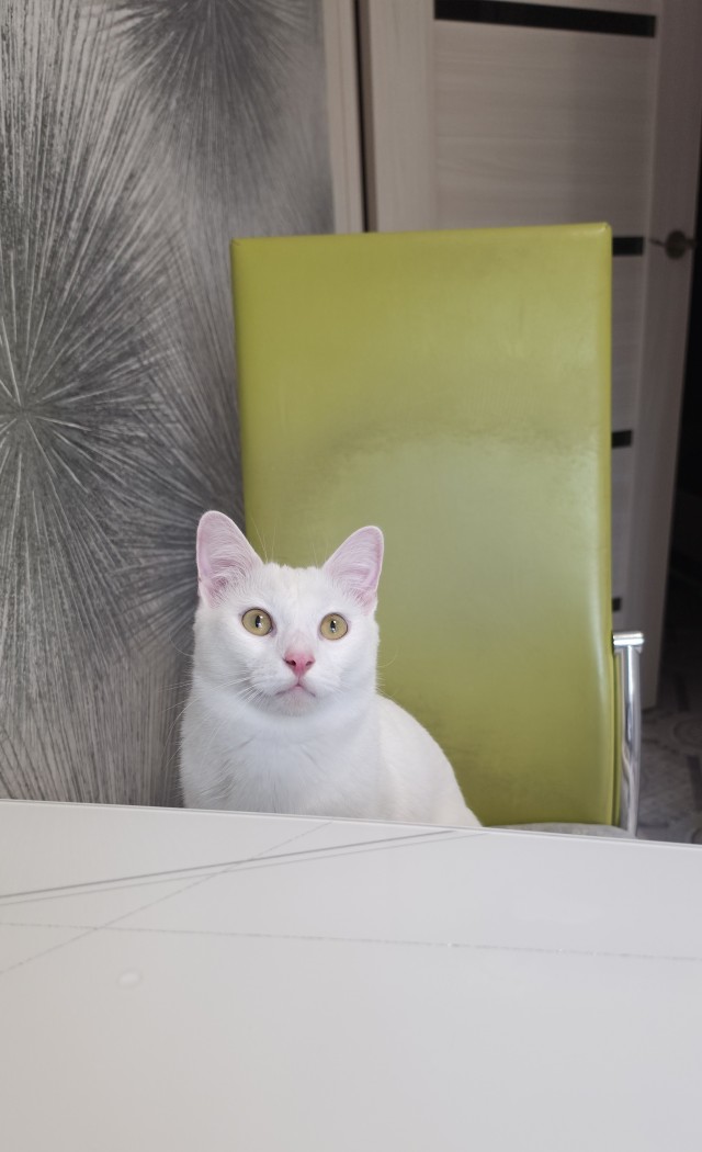 Котэвторник