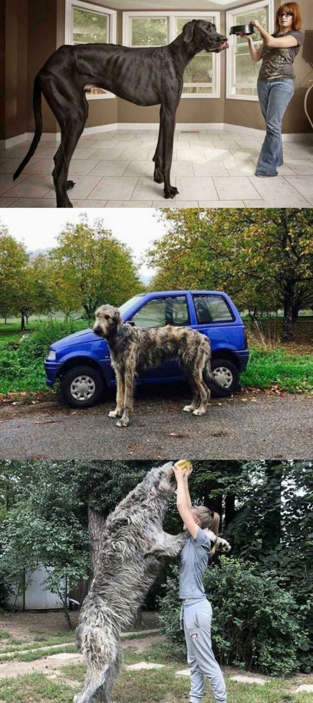 Винегрет из собак