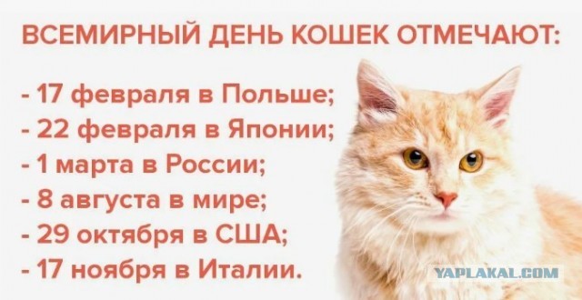 Всемирный день котиков.