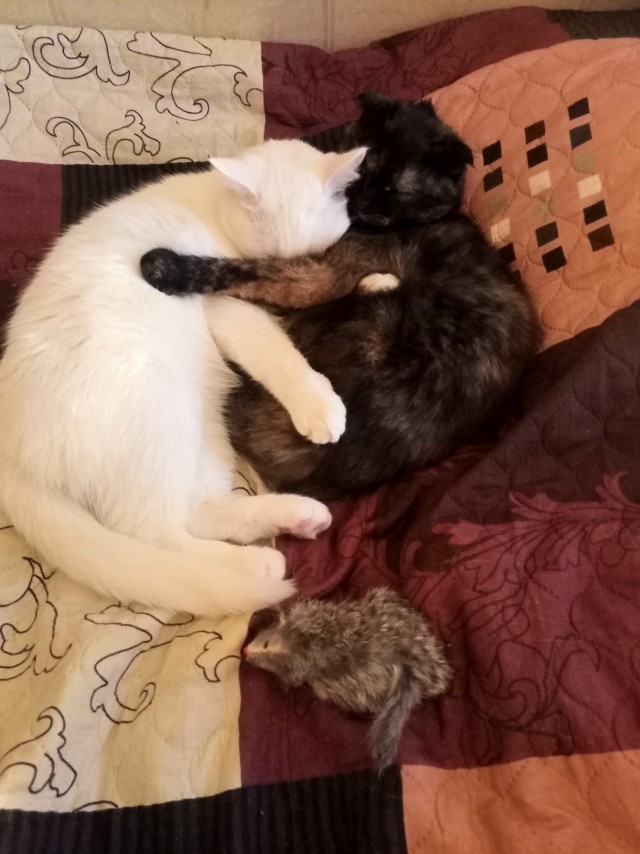 Раз котовторник, то получите )