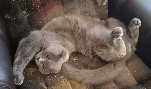 Очередной котовторник