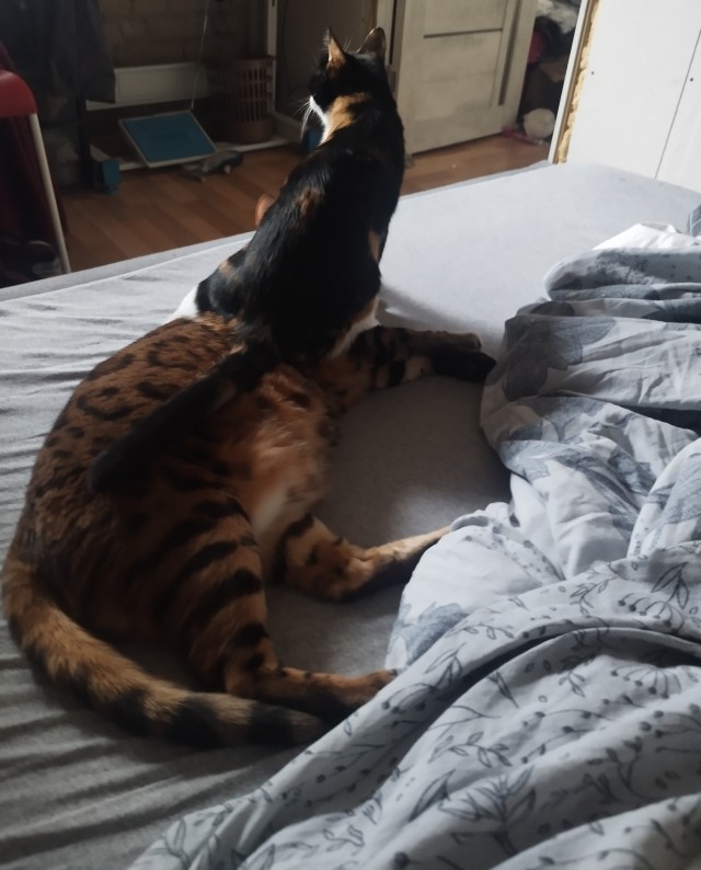 К-котовторник