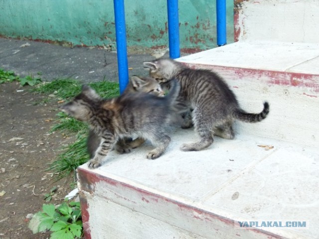 Котовторник   27.08.2013