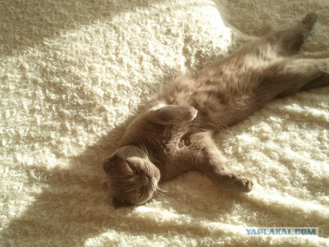 Котовторник 18.03.2014