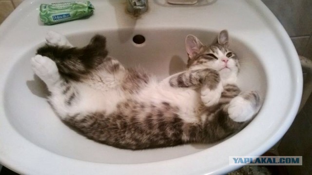 Котовторник  25.03.2014