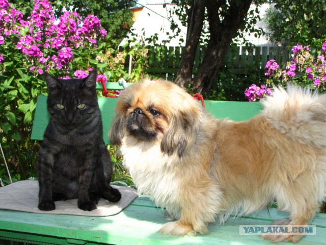 Котовторник 27.5.2014