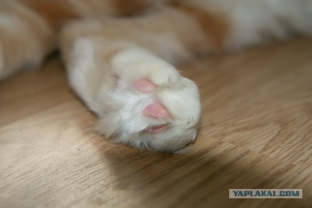 Котовторник 17.06.2014
