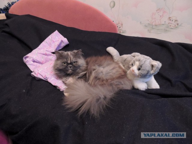 Котовторник 05.08.2014