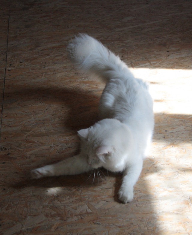 Котовторник 12.08.2014
