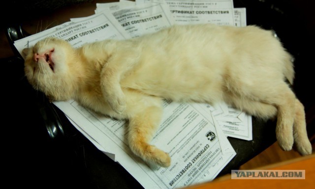 Котовторник 16.09.14