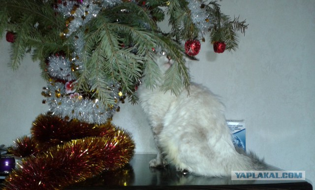 Котовторник