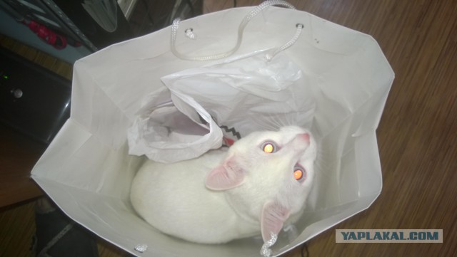 Котовторник 20.01.2015