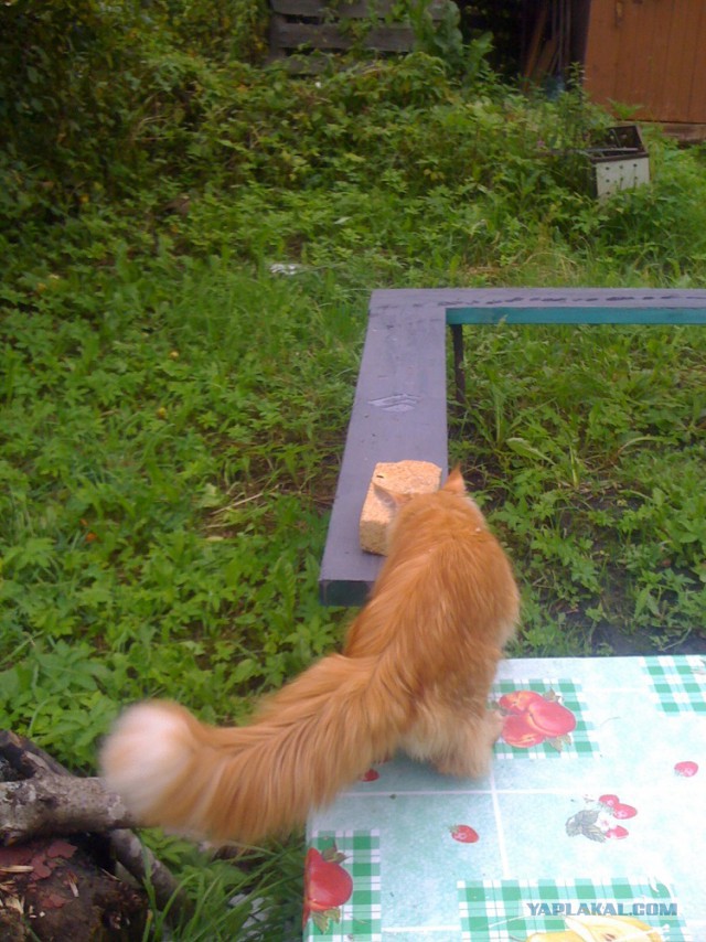 Котовторник 27.01.2015