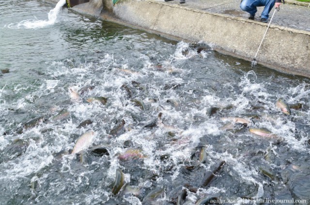 Как выращивают форель в Адлере