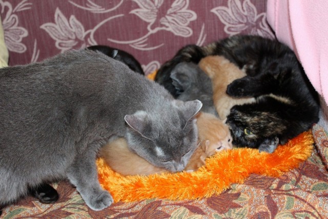 Перепись котопузов открыта=)