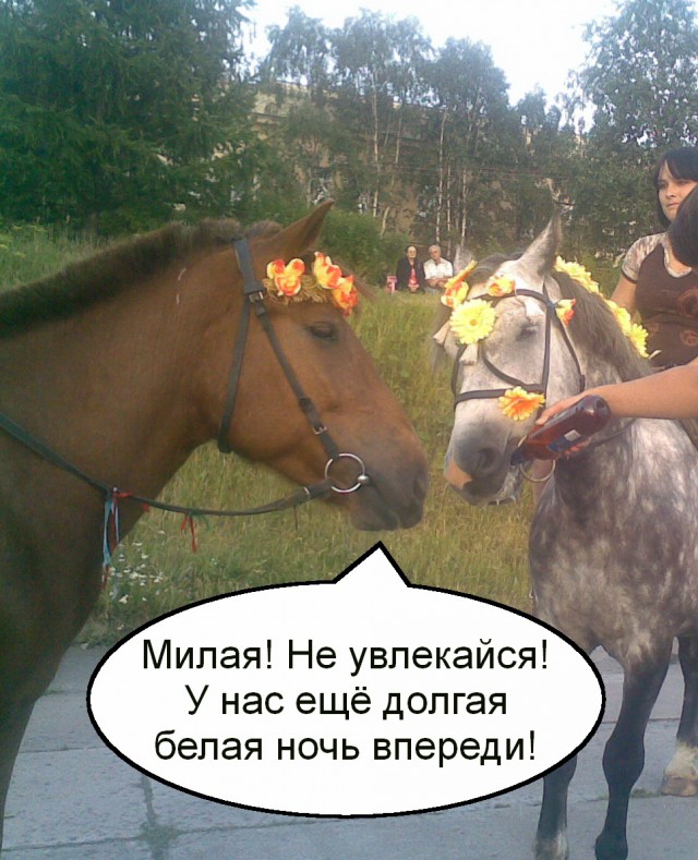 Морское быдло