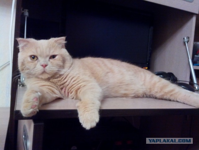 Котовторник 30,06, 2015