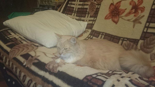 Котовторник