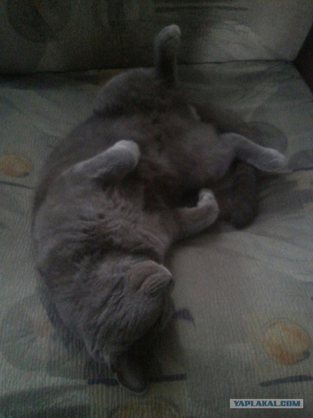 Котовторник наступил!:)