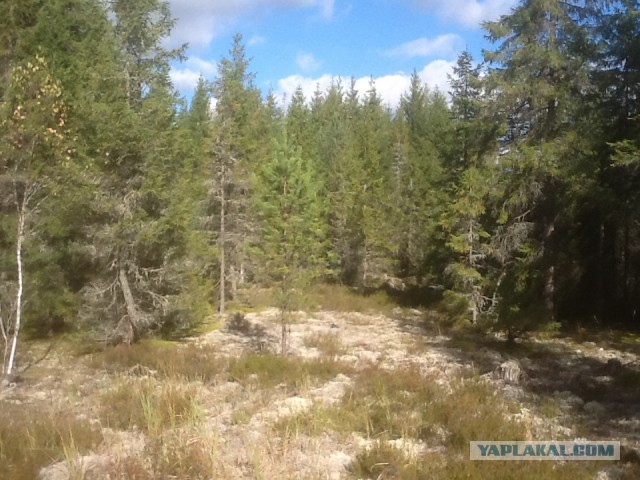 Тихая охота