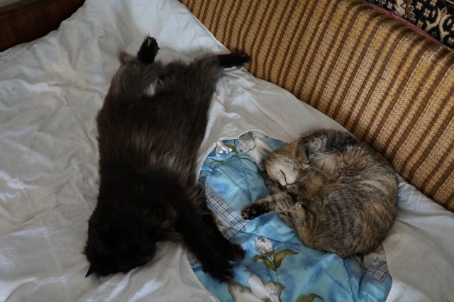 Жизнь Черного кота