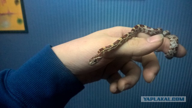 В Тольятти кобра убила хозяина во время кормления