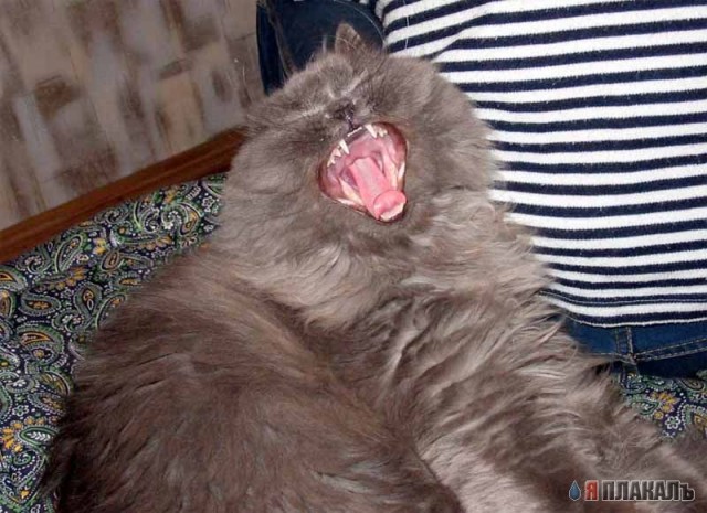 Коты, кошки, котята