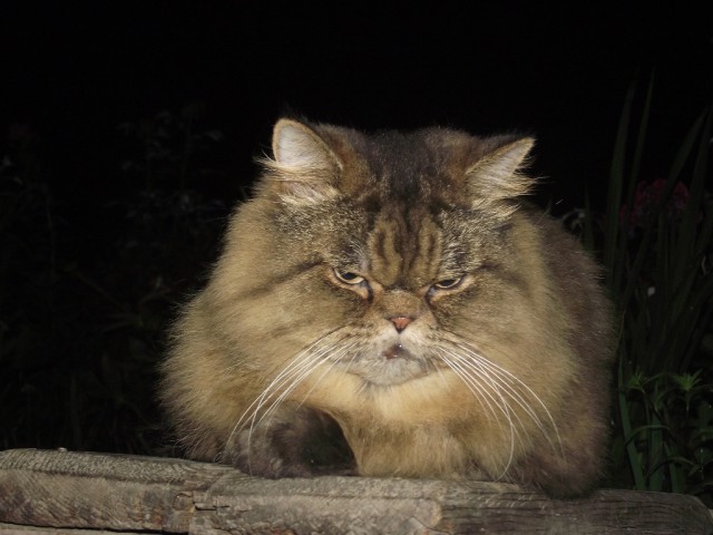 Котовторник