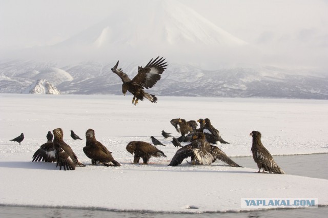Медведи Камчатки