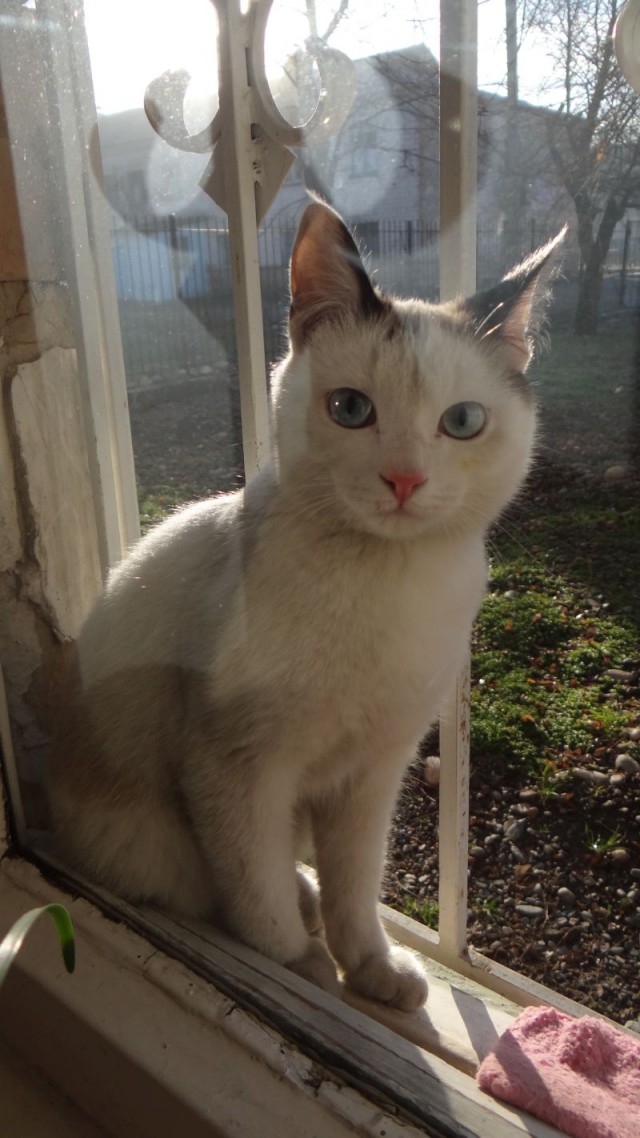 Котовторник 16.02.16