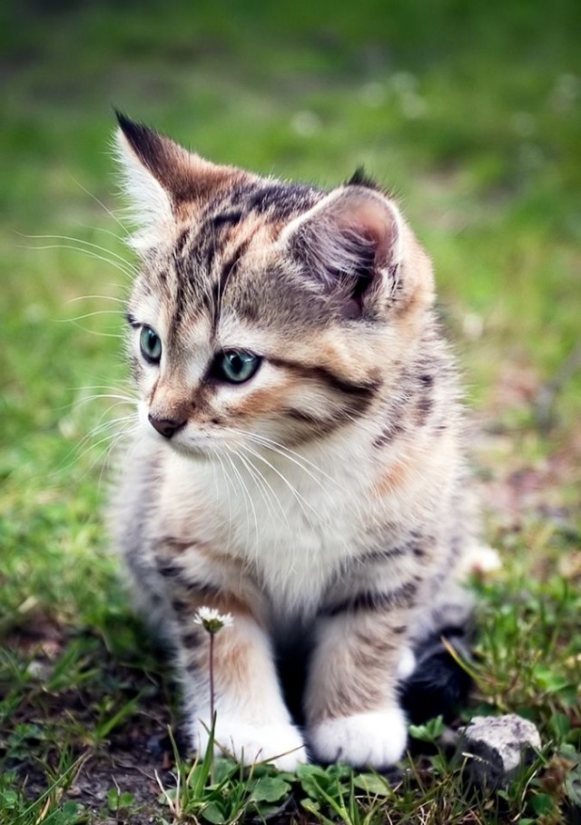 Коты, кошки, котята